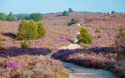 Hike op de Veluwe: wat mag niet ontbreken in je rugtas?
