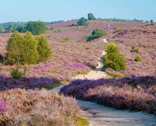 Hike op de Veluwe: wat mag niet ontbreken in je rugtas?